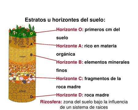 estratos del suelo - Esquema de corte de un suelo bien desarrollado, dividido en horizontes.